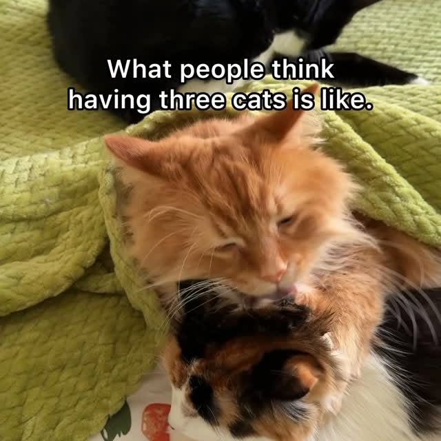  .........tofficial   'recent posts' 