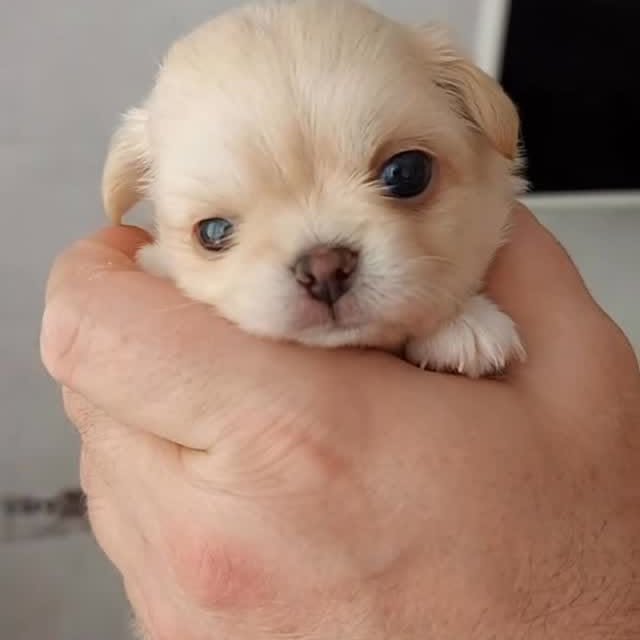  .......uapuppy   'recent posts' 