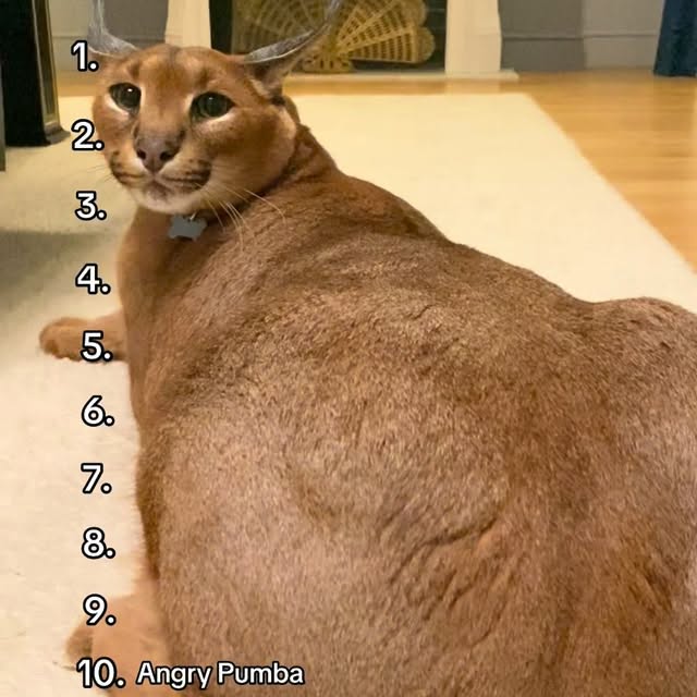  ......aracal   'recent posts' 