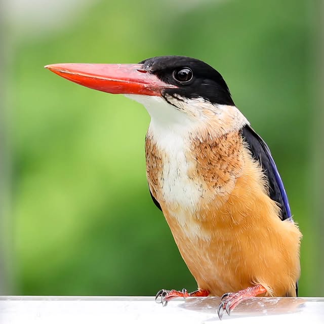  .....yland   'recent posts' 