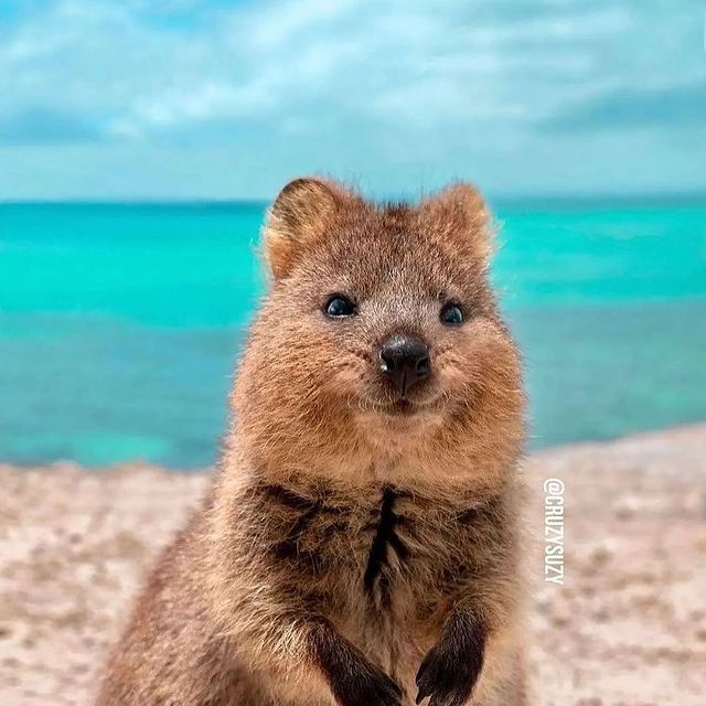  ......quokkas   'recent posts' 