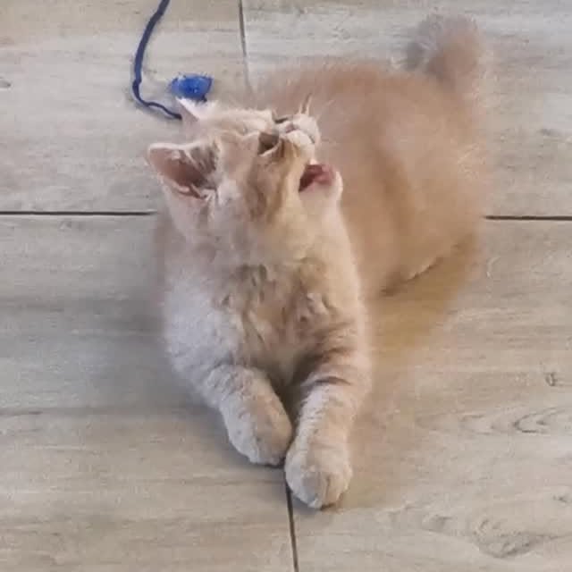  ......kekkek   'recent posts' 