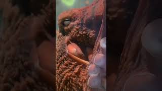  .....rthTv  'recent videos' 