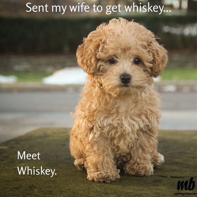  .......e.memes   'recent posts' 