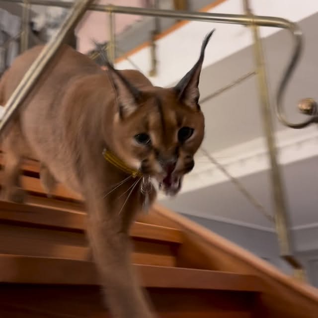  ......aracal   'recent posts' 