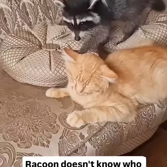  .....li9ht   'recent posts' 