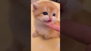  ......teCats  'recent videos' 