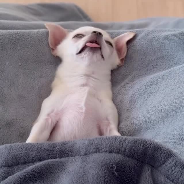  .......uapuppy   'recent posts' 