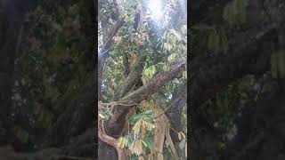  ........... - දේව පිහිට  'recent videos' 