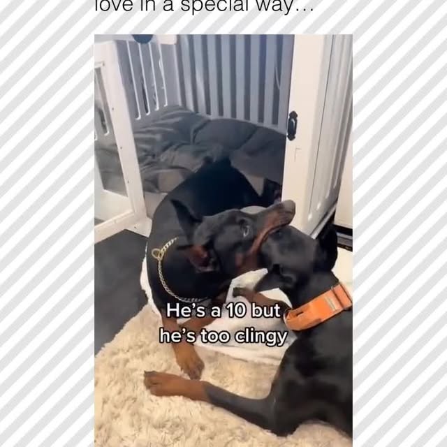  .....pawsz   'recent posts' 