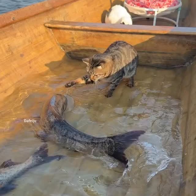  ........sweetmeow   'recent posts' 