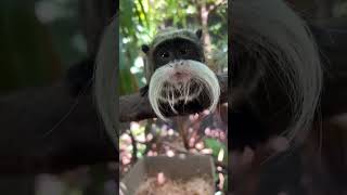  .....rthTv  'recent videos' 