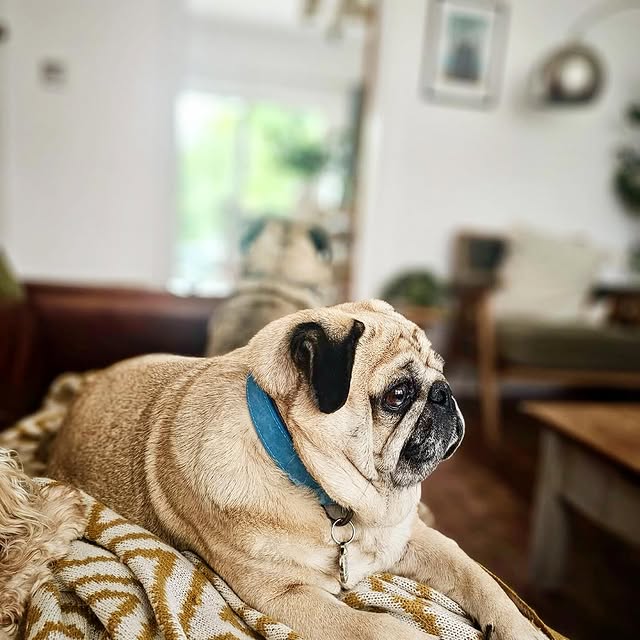  .......elazypug   'recent posts' 