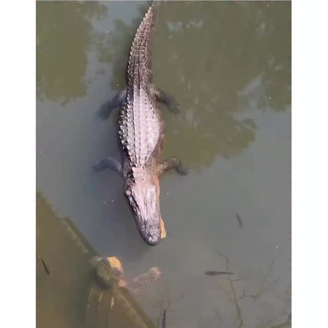  ..obe   'recent posts' 