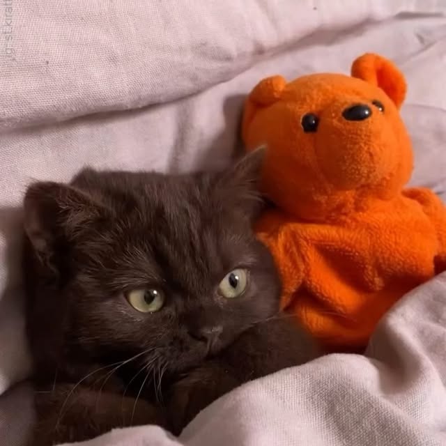  .....li9ht   'recent posts' 