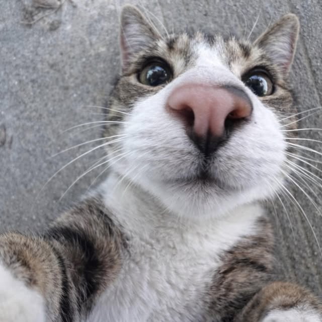  .....attos   'recent posts' 