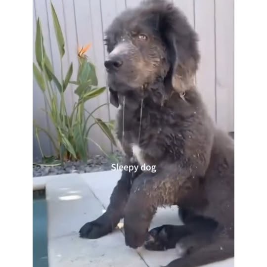  .....ibess   'recent posts' 