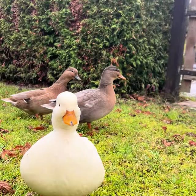  ........ckstatue   'recent posts' 