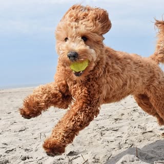 Hire .....overs influencer with 41.5k