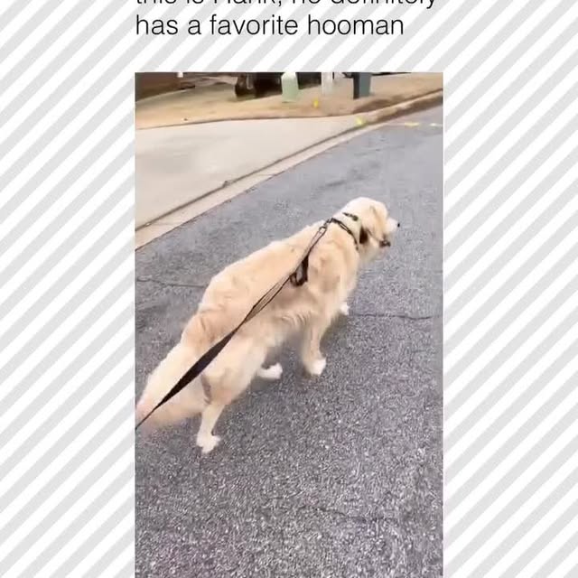  .....pawsz   'recent posts' 