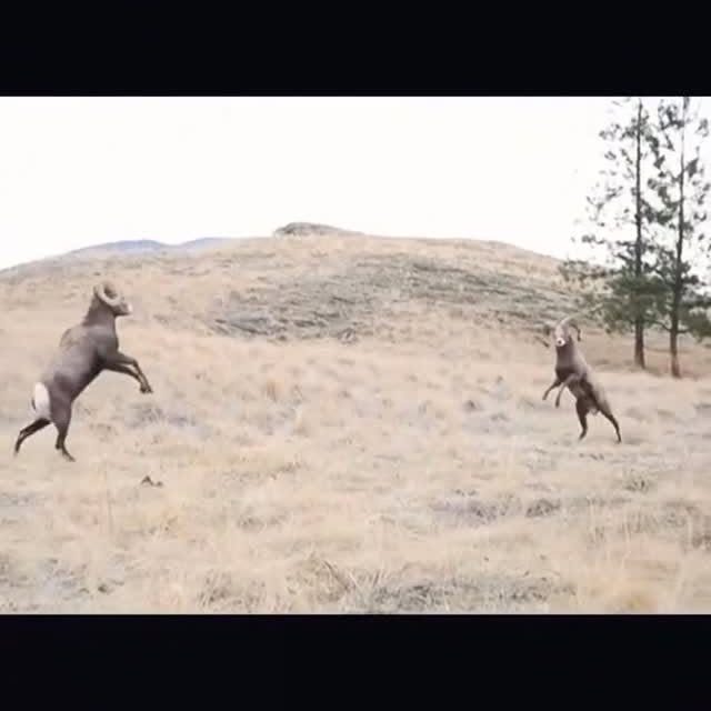  ...wild   'recent posts' 