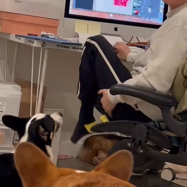  .....corgis   'recent posts' 