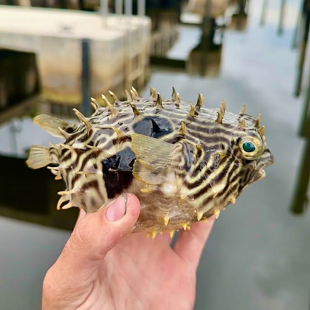  ........sfishing   'recent posts' 