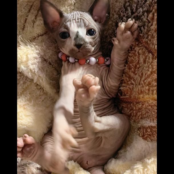  ......sphynx   'recent posts' 