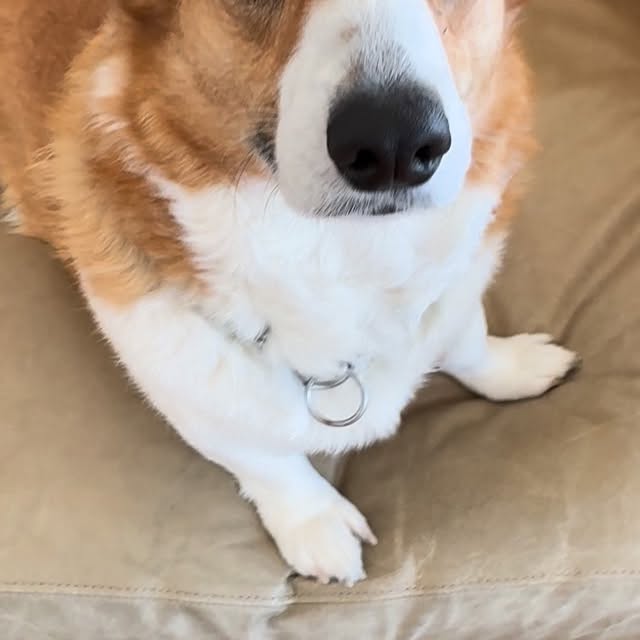  .....corgis   'recent posts' 