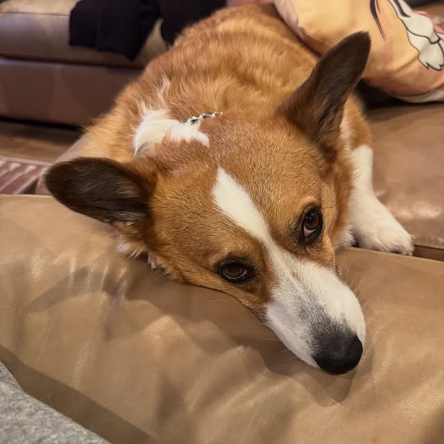  .....corgis   'recent posts' 