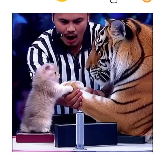  ........sweetmeow   'recent posts' 