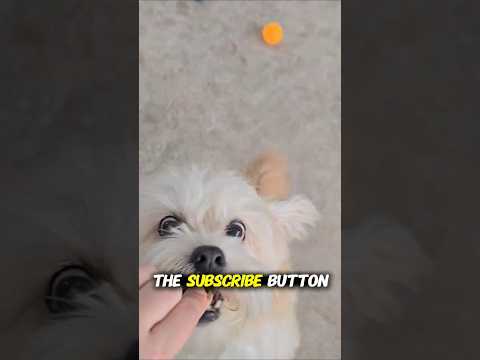  ..ni  'recent videos' 