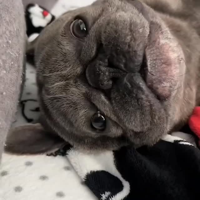  ..........ldogs_only   'recent posts' 