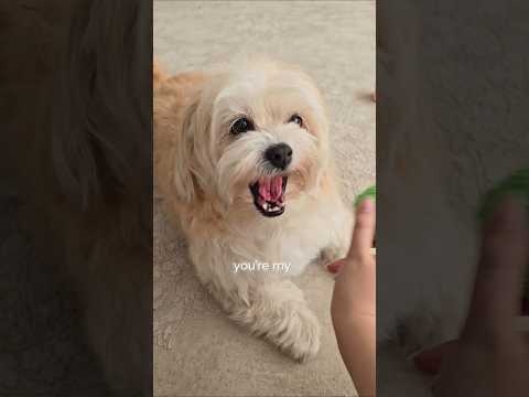  ..ni  'recent videos' 