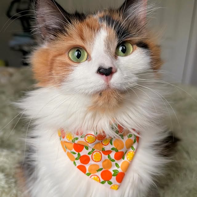  .........tofficial   'recent posts' 