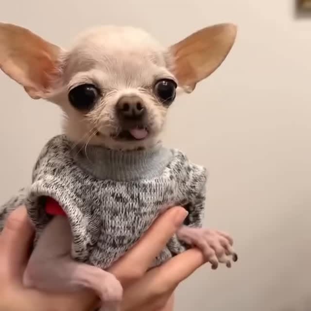  .......uapuppy   'recent posts' 