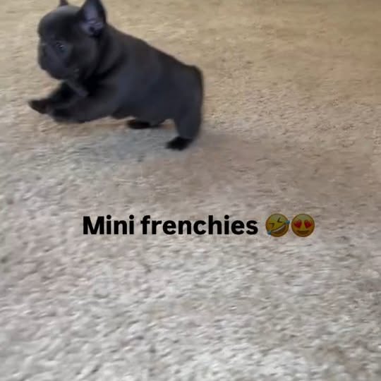  ..........ldogs_only   'recent posts' 