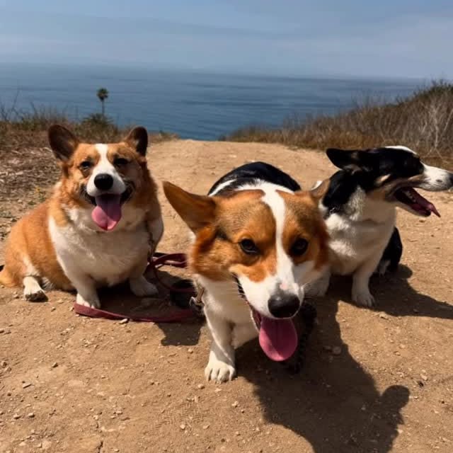  .....corgis   'recent posts' 