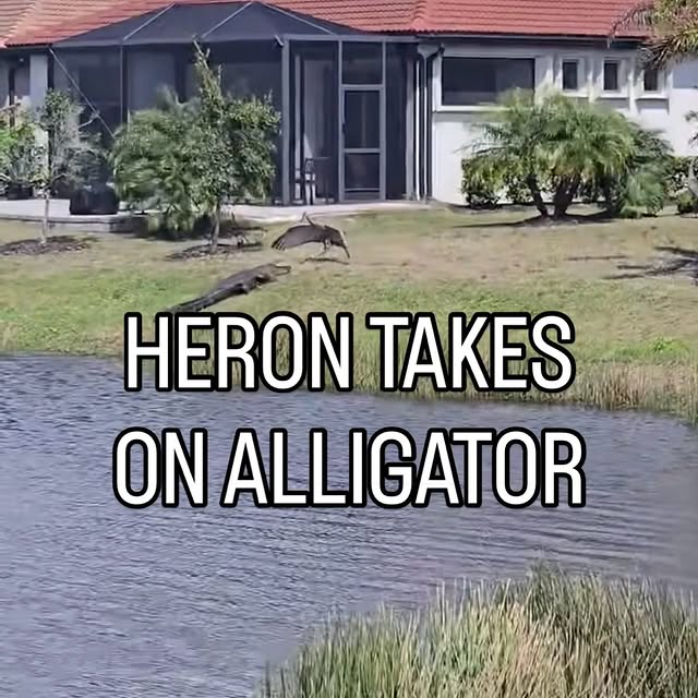  .....lorida   'recent posts' 