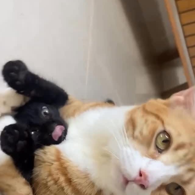  ...........irtonguesout   'recent posts' 