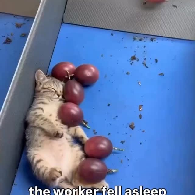  .......skittens   'recent posts' 