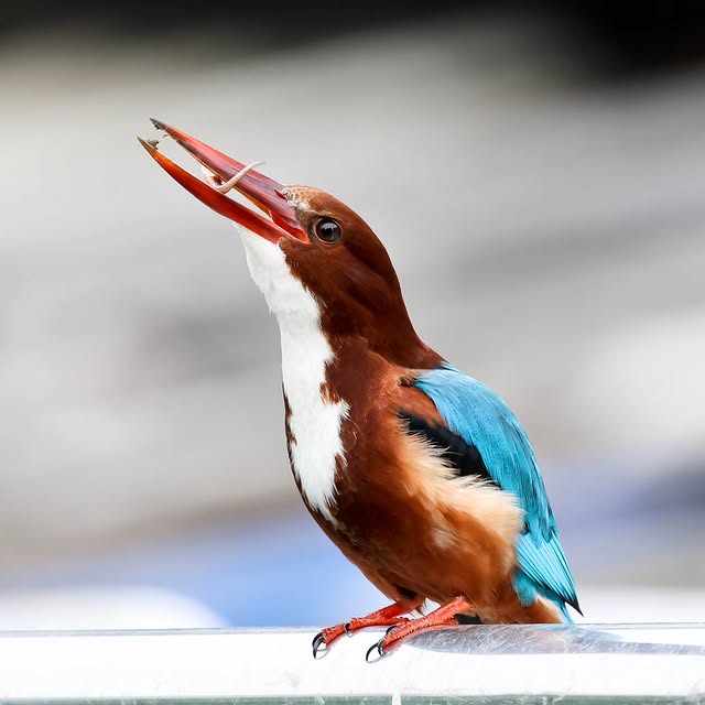  .....yland   'recent posts' 