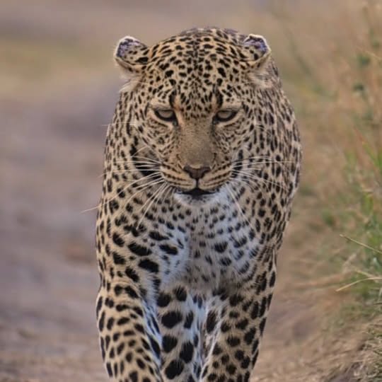  .........._sightings   'recent posts' 