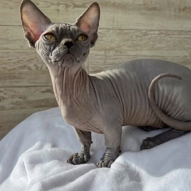  ......sphynx   'recent posts' 