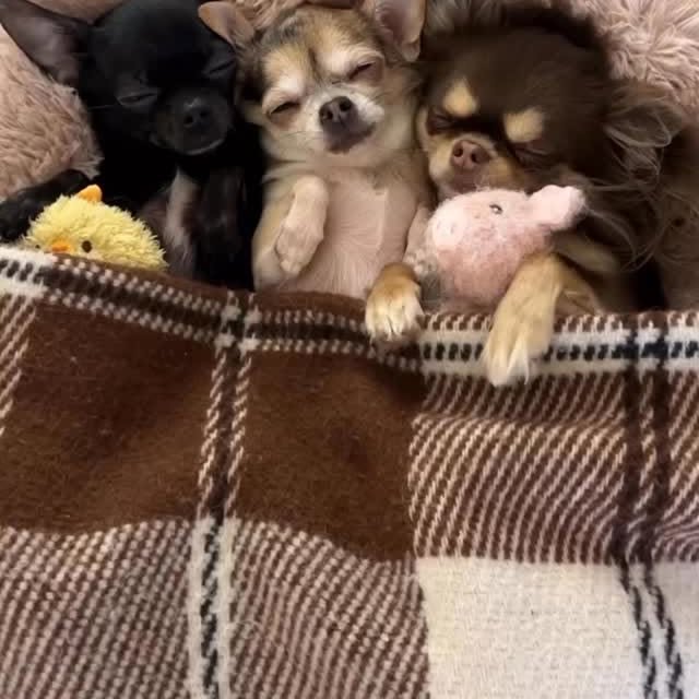  .......uapuppy   'recent posts' 