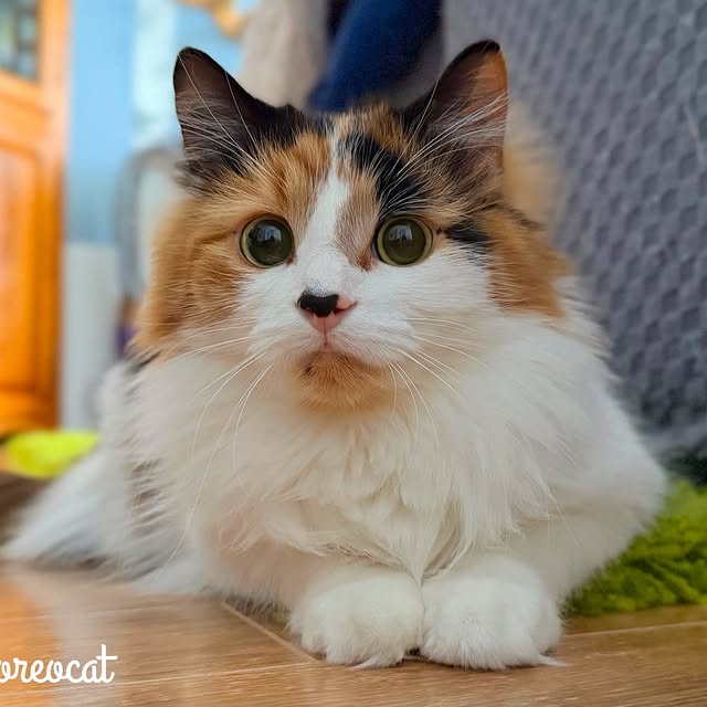  .........tofficial   'recent posts' 