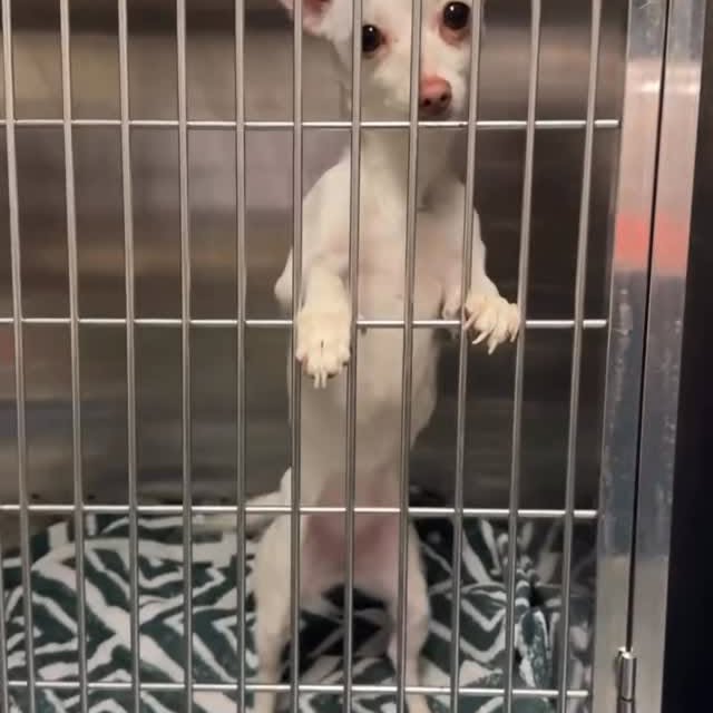  .......uapuppy   'recent posts' 