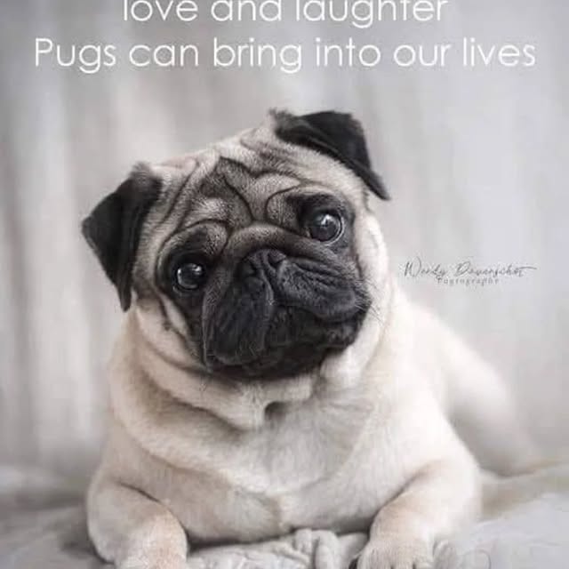  .....of.pug   'recent posts' 