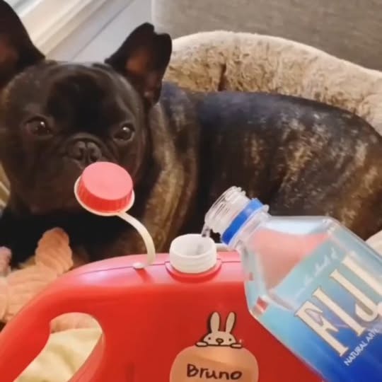  ..........ldogs_only   'recent posts' 