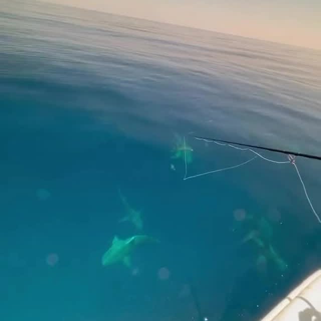  .........arkattacks   'recent posts' 